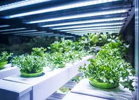 Plants are illuminated